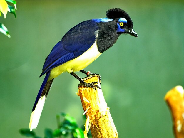 Close-up of bird perching on a branch