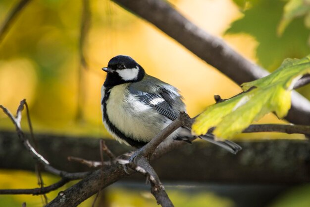 Close-up of bird perching on branch