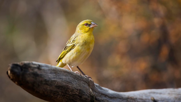 close-up of bird perching on branch