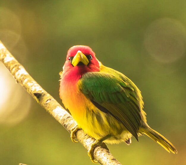 Close-up of a bird perching on branch