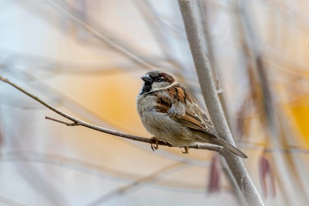 Close-up of bird perching on a branch