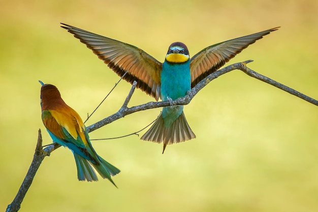 枝 に 座っ て いる 鳥 の クローズアップ