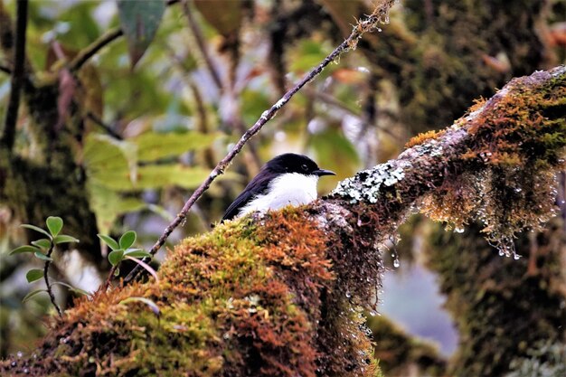 Close-up of bird perching on branch