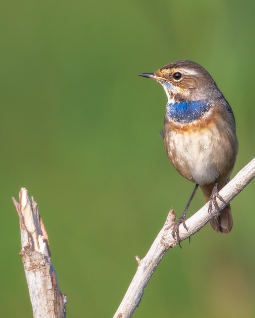 Photo close-up of bird perching on branch