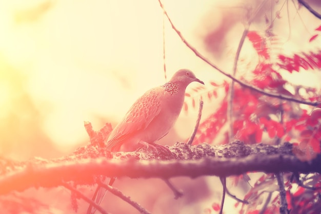 Photo close-up of bird perching on a branch