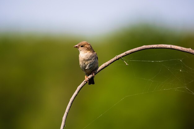 Close-up of bird perching on branch