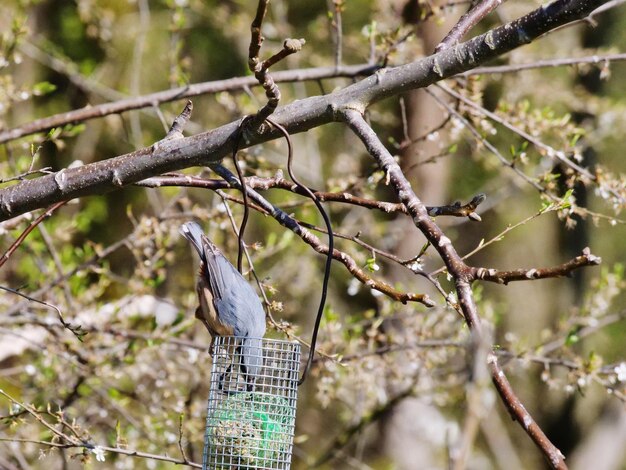 Photo close-up of bird perching on branch