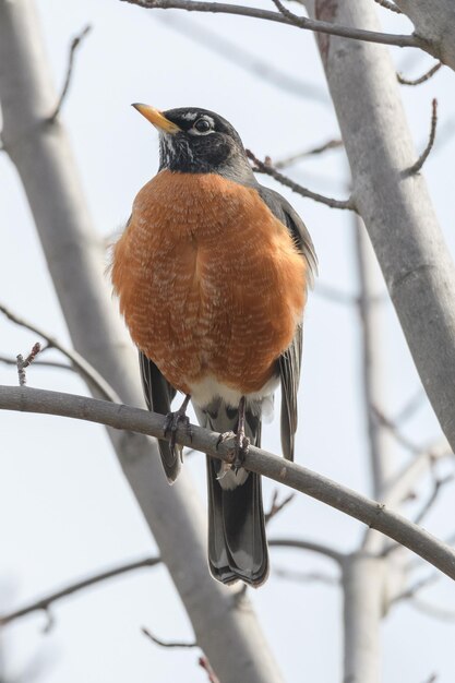 Close-up of bird perching on branch