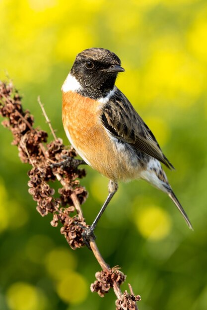 Close-up of bird perching on branch