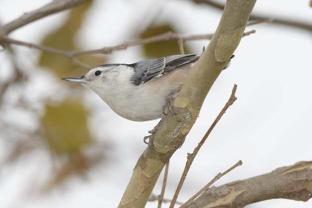 Photo close-up of bird perching on branch