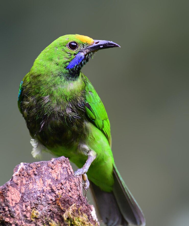 फोटो close-up of a bird perching on a branch