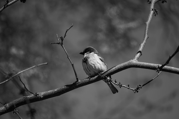 枝 に 座っ て いる 鳥 の クローズアップ