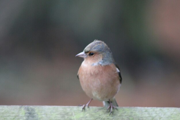 Close-up of bird perching on branch