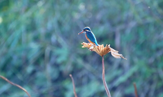 Close-up of a bird perching on a branch