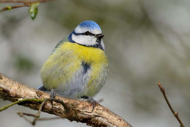 Close-up of bird perching on branch