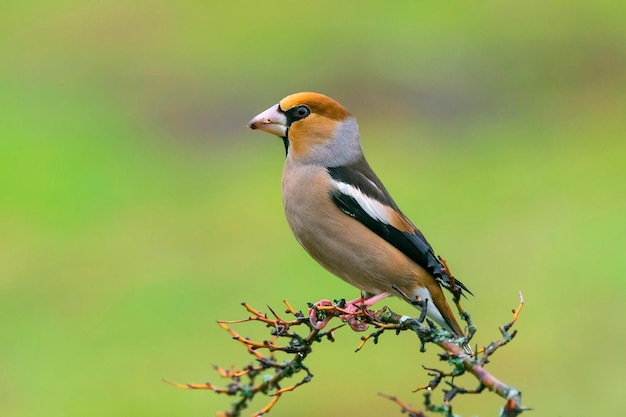 枝 に 座っ て いる 鳥 の クローズアップ
