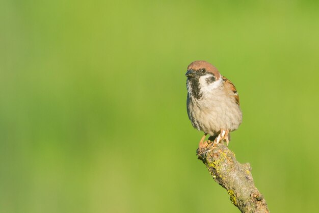 Photo close-up of bird perching on branch