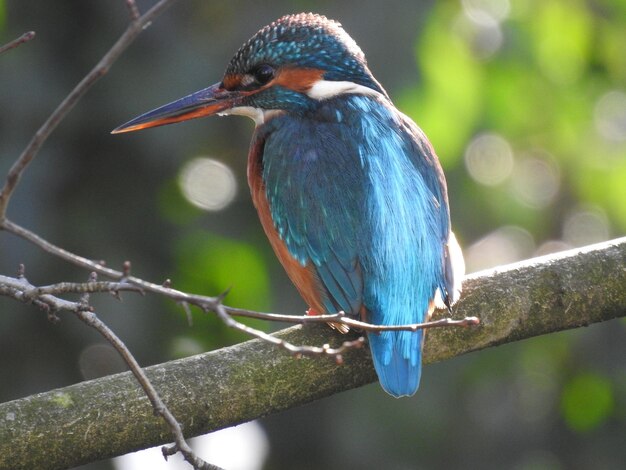 Photo close-up of bird perching on branch