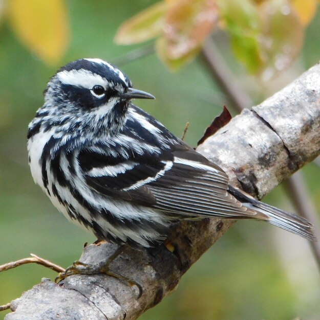 Close-up of bird perching on branch