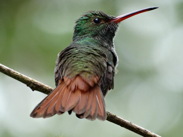 Close-up of bird perching on branch