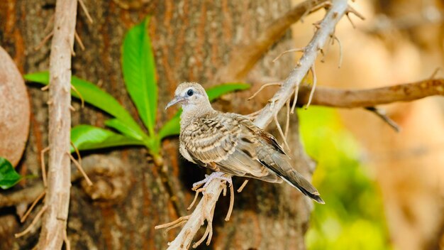 Close-up of bird perching on branch