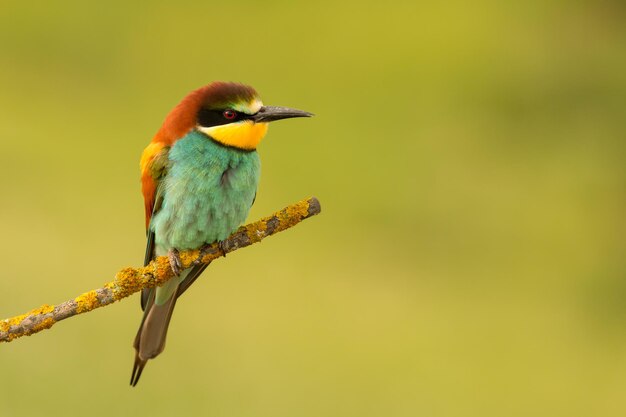 Foto prossimo piano di un uccello appoggiato su un ramo