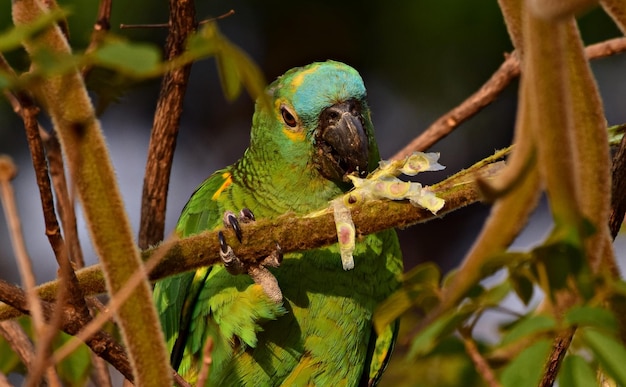 Foto prossimo piano di un uccello appoggiato su un ramo