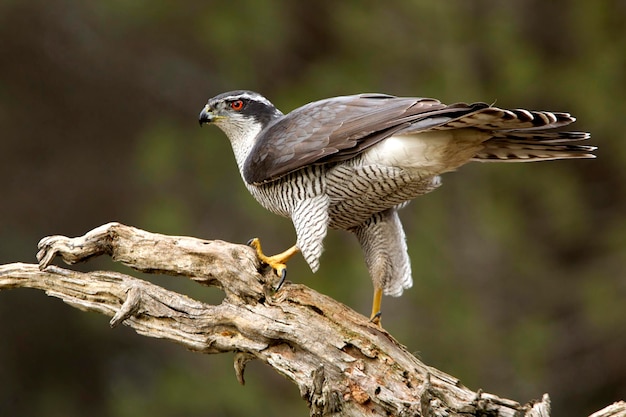 枝 に 座っ て いる 鳥 の クローズアップ