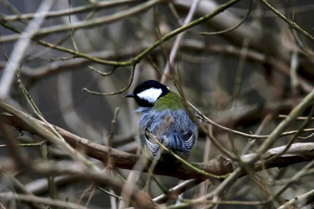 Close-up of bird perching on branch