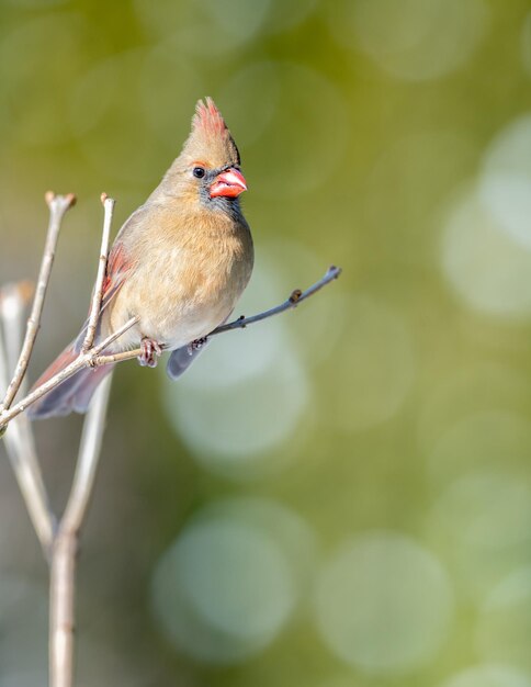 Close-up of bird perching on branch