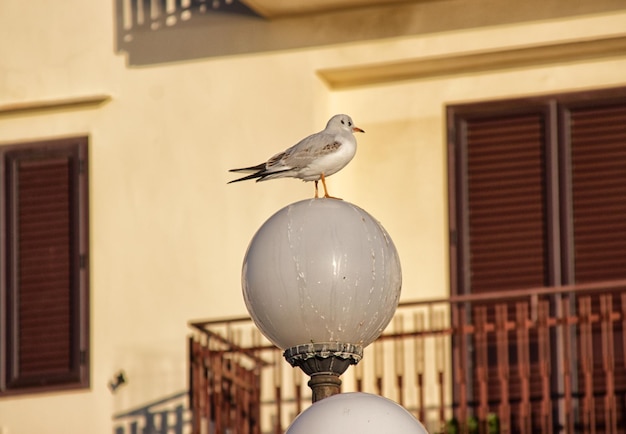 Foto close-up di un uccello appoggiato su un edificio