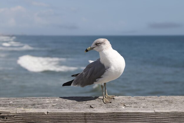 Foto close-up di un uccello appoggiato sul mare contro il cielo