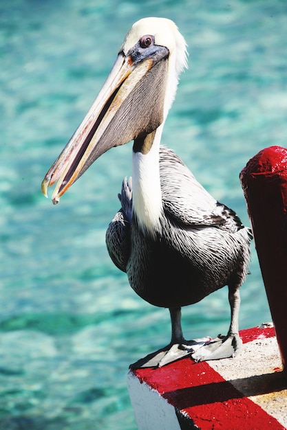 海辺に座っている鳥のクローズアップ