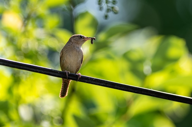 Close-up of bird perching on cable against blurred background