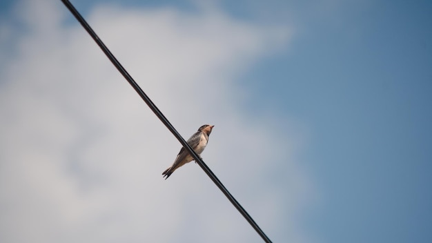 Foto close-up di un uccello appoggiato su un cavo contro il cielo