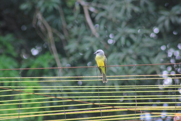 Close-up of bird perching on cable