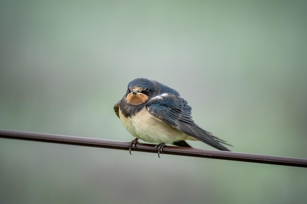 Close-up of bird perching on cable