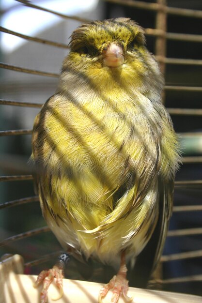 Foto prossimo piano di un uccello appollaiato in gabbia