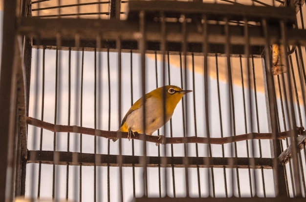 Foto close-up di un uccello appoggiato in gabbia