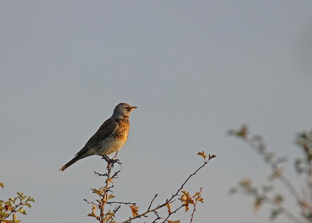 Close-up of bird perching on clear sky