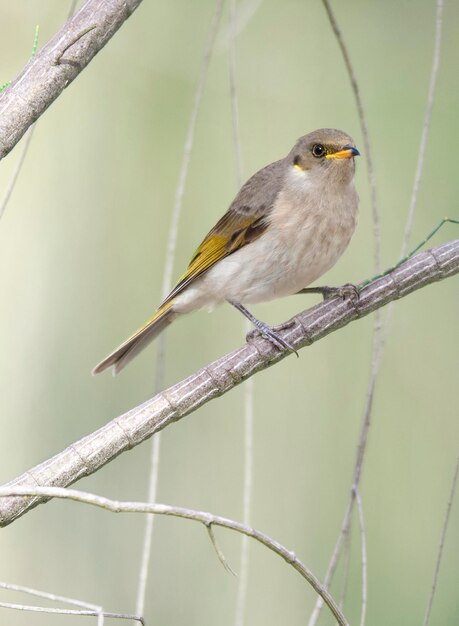 乾燥した植物に座っている鳥のクローズアップ