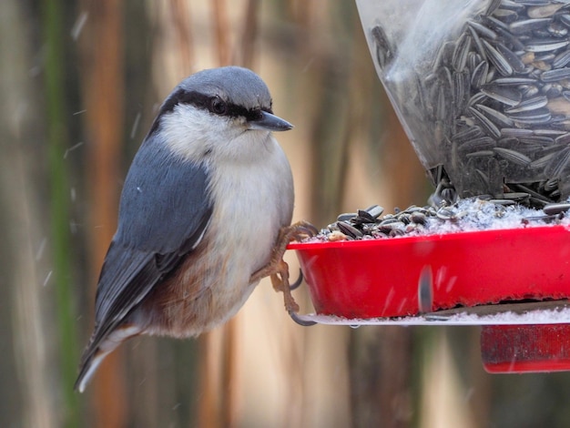 Photo close-up of bird perching on feeder