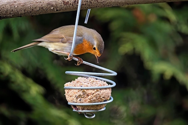 Close-up of bird perching on feeder