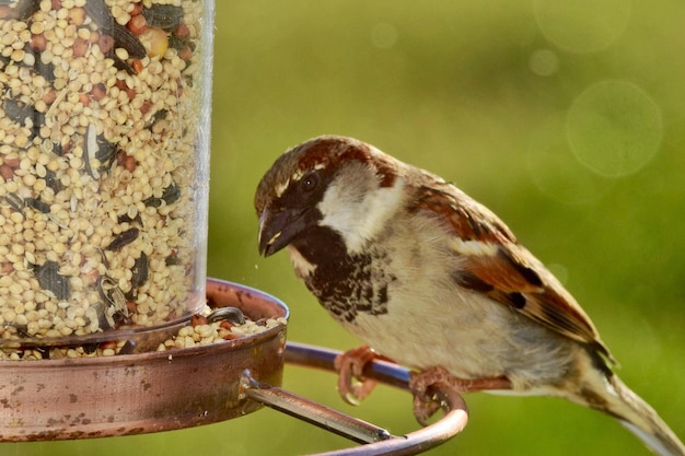 Foto close-up di un uccello appoggiato su un alimentatore