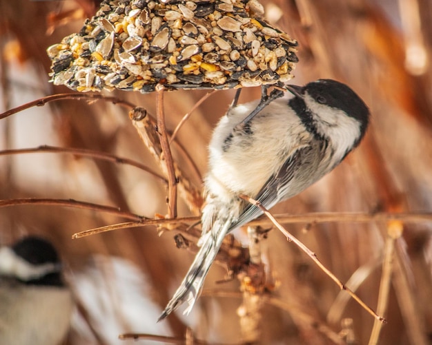 Photo close-up of bird perching on a feeder