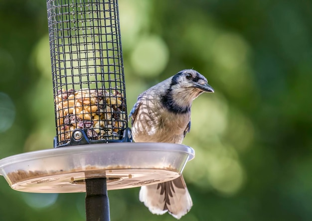 フィーダーに座っている鳥のクローズアップ