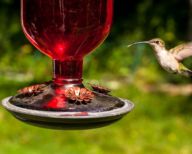 Close-up of bird perching on feeder