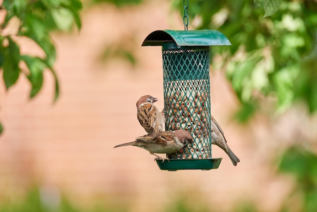 フィーダーに座っている鳥のクローズアップ