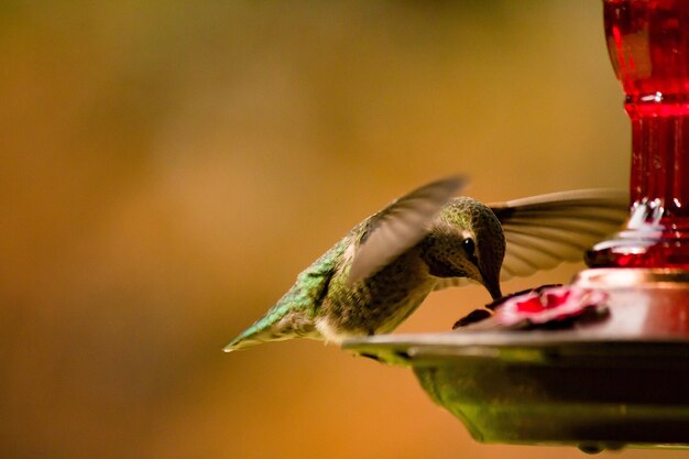 Photo close-up of bird perching on feeder