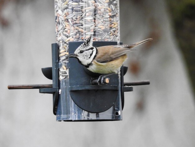 Close-up of bird perching on feeder